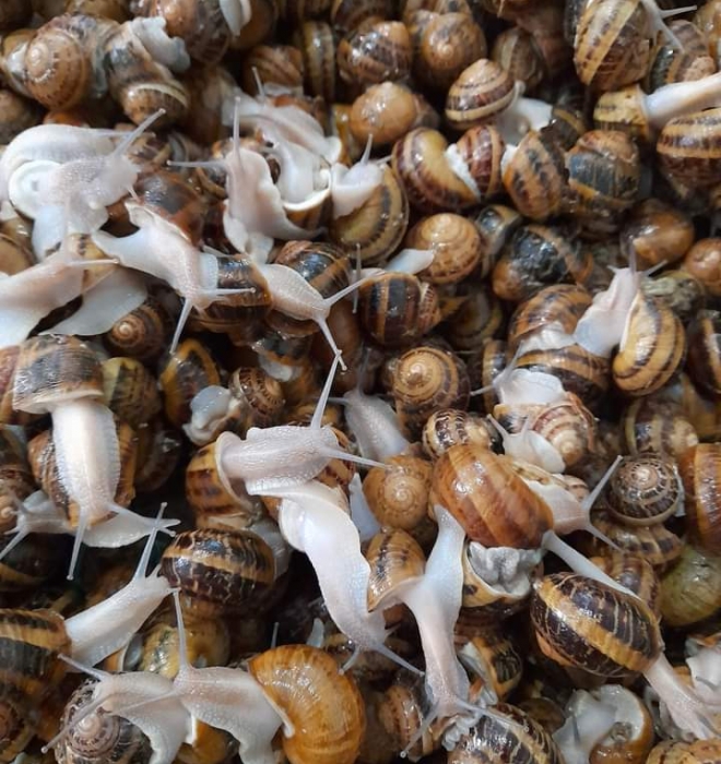 Подорож на равликову ферму