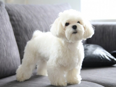 Фотосесія з болонкою та іншими симпапульками-песиками породистих порід