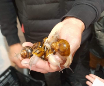 Подорож на равликову ферму